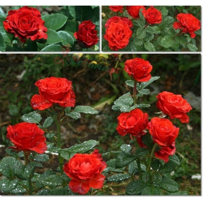 Róża wielkokwiatowa CZERWONA z doniczki art. 506D